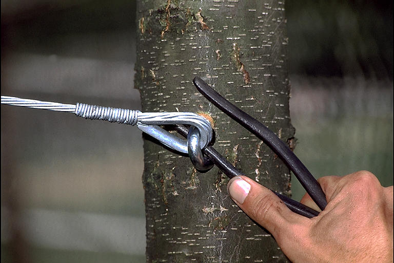 Know about the Precautions before Cutting A Tree