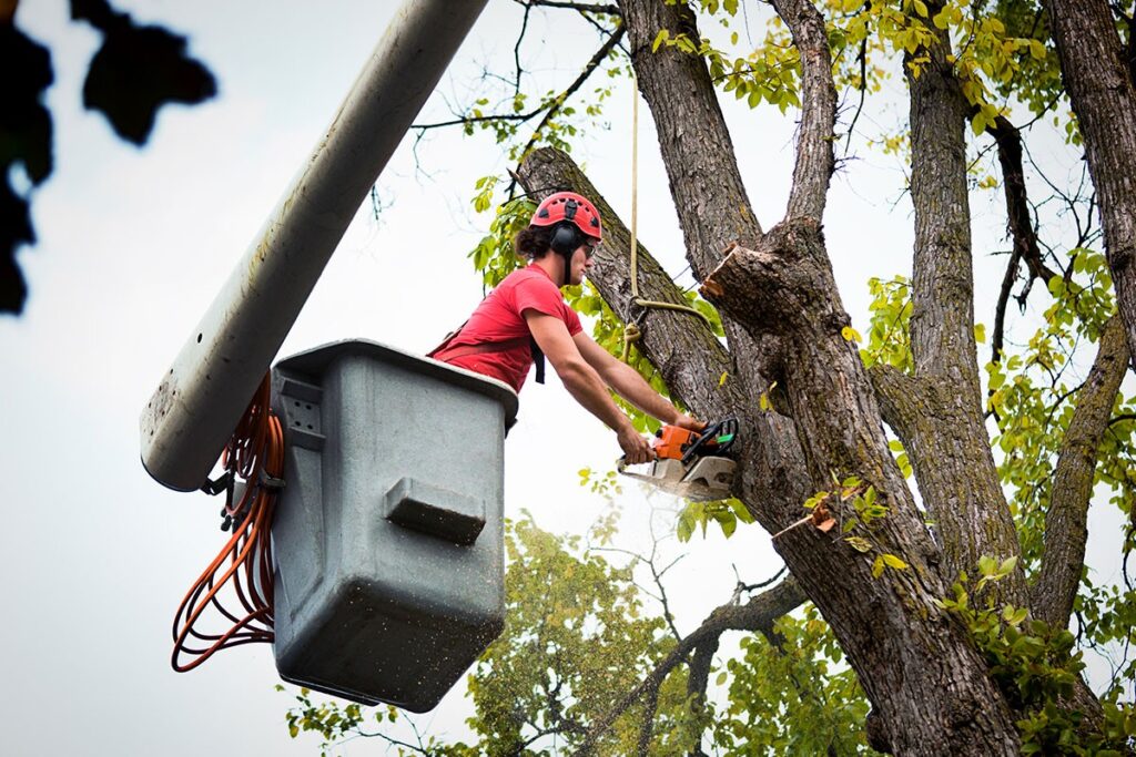 emergency tree services Philadelphia, PA