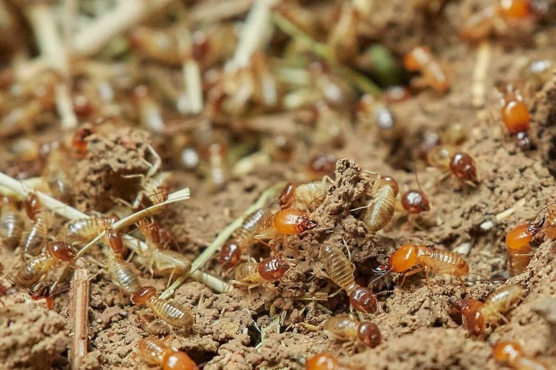 How To Control Termites On Your Property?