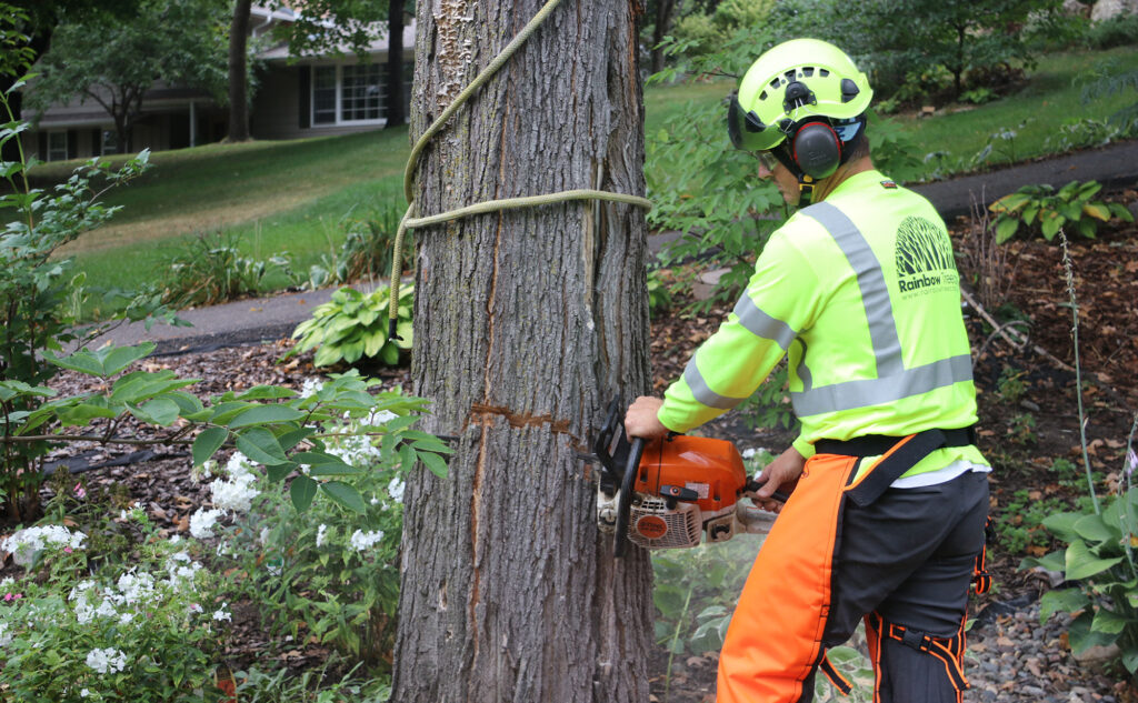  Local Arborists: The Heroes of Urban Tree Care in Toronto