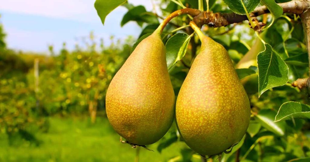 The Pear Tree: Cultivation Tips for a Bountiful Harvest