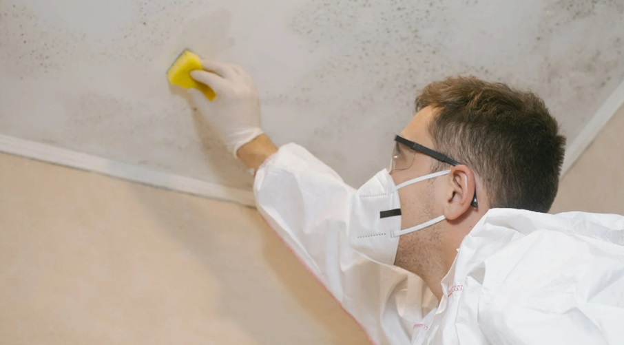 Understanding Mold Inspection Reports: What Do the Results Mean?