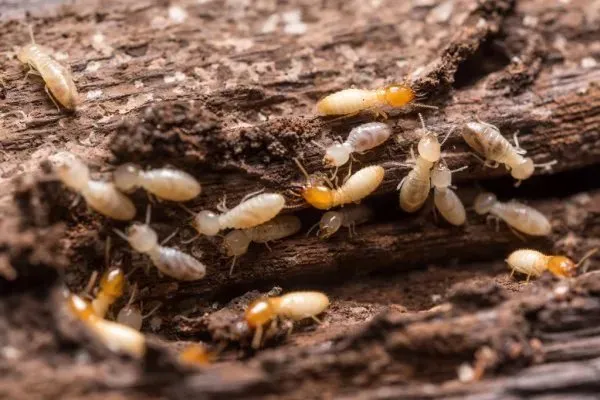 Termites