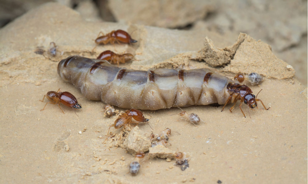 Top Reasons Termites Should Not Be Allowed to Live in Your Elgin House