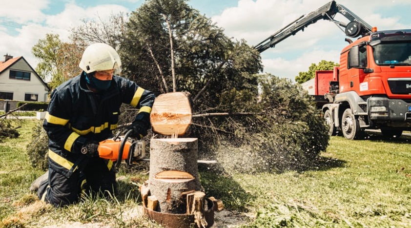 Benefits of Tree Removal