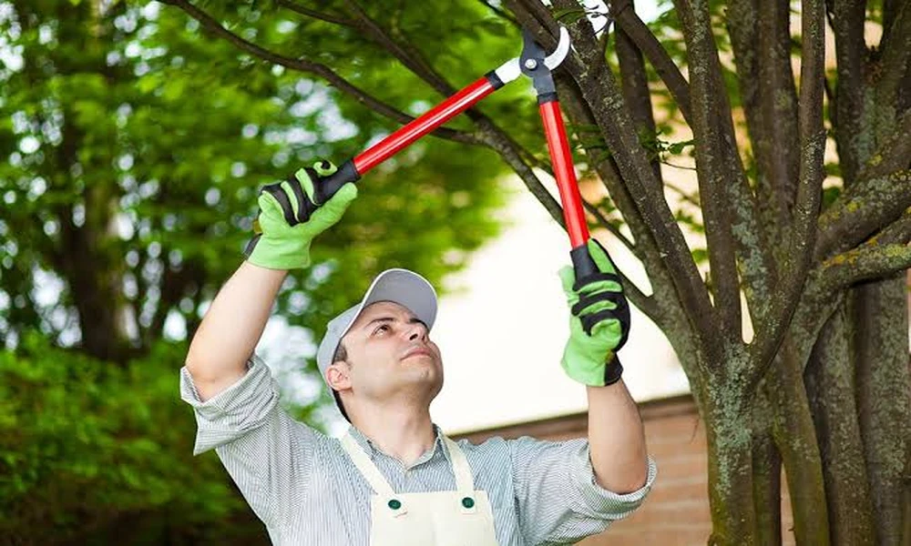 Tree Pruning Tips for Healthier Trees
